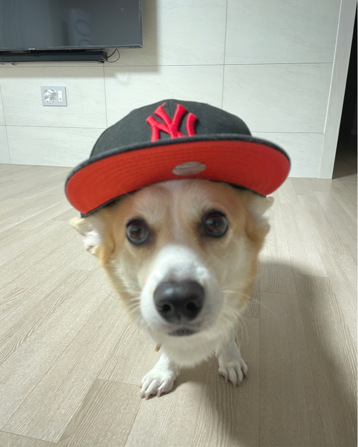 ̹