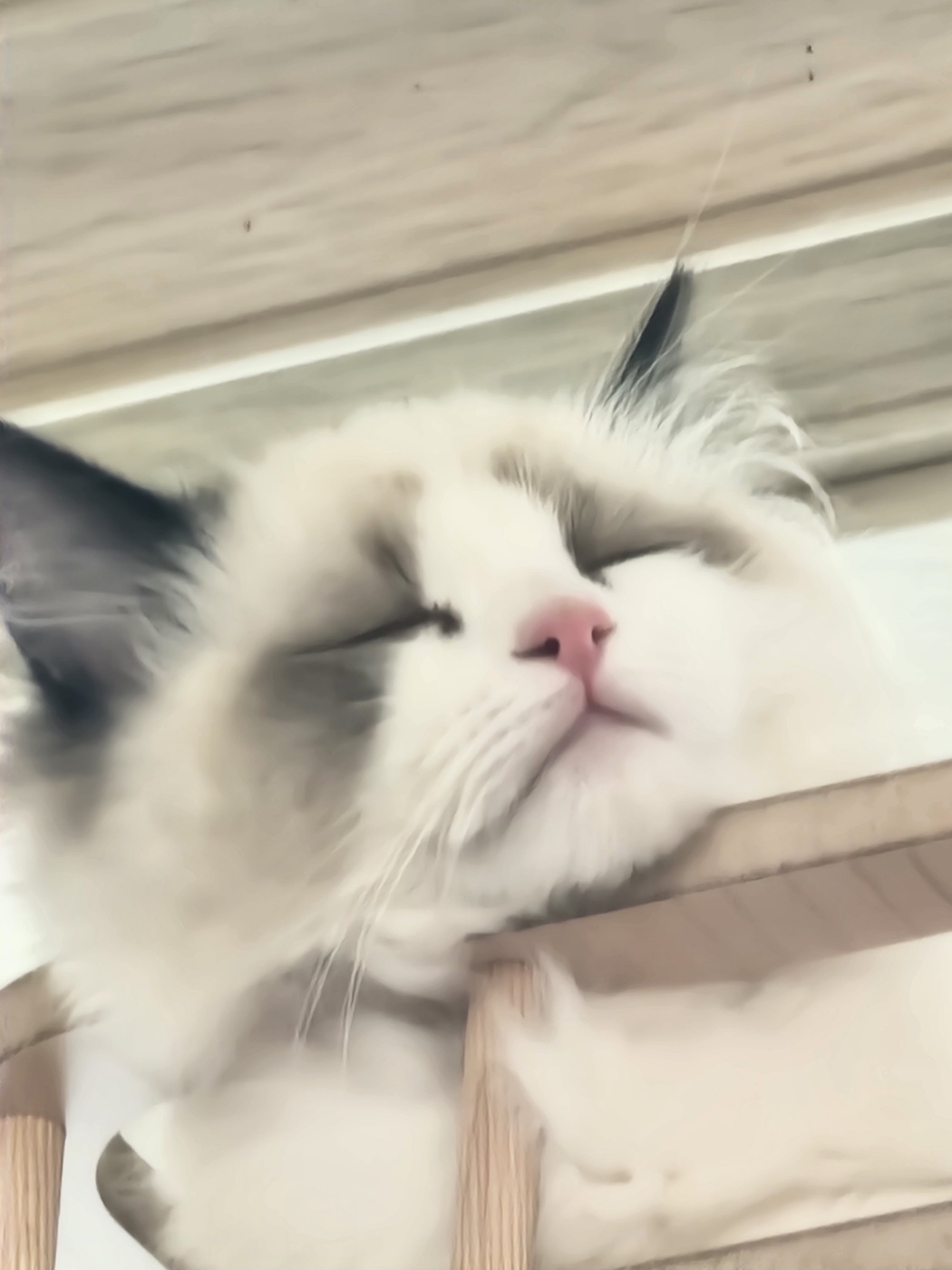 ̹